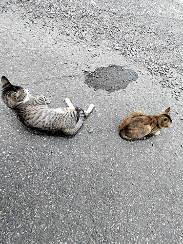 アカハタの釣果