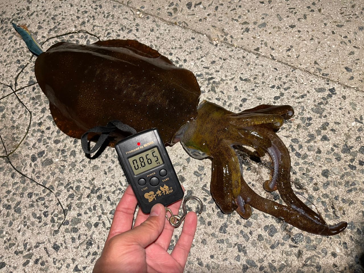 アオリイカ