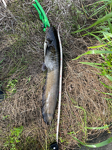 ナマズの釣果