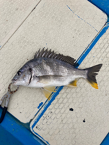 キビレの釣果