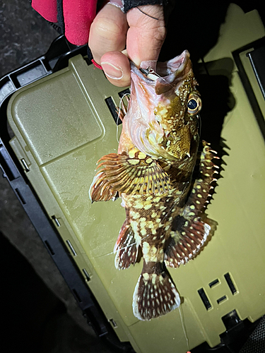 カサゴの釣果