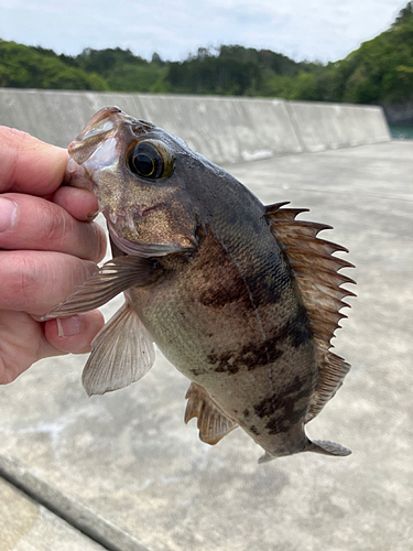 アカメバルの釣果