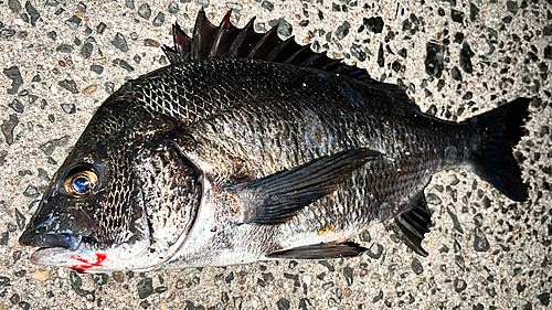 クロダイの釣果