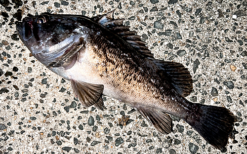 クロソイの釣果