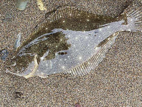 ヒラメの釣果