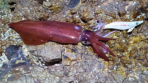 ケンサキイカの釣果