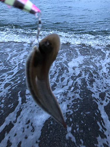 シタビラメの釣果