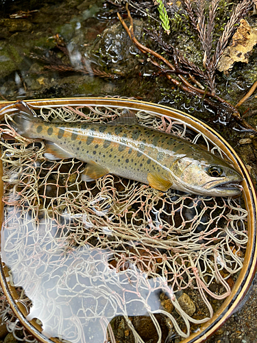 ヤマメの釣果