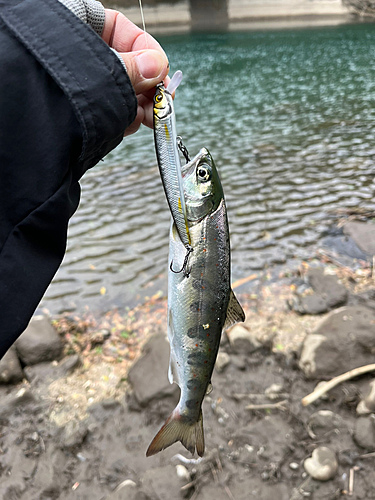 アマゴの釣果