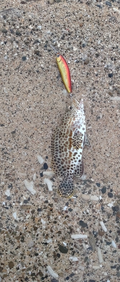 カンモンハタの釣果