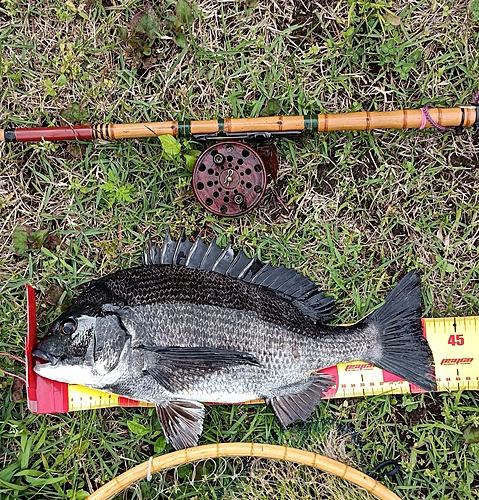 クロダイの釣果