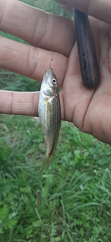 モロコの釣果