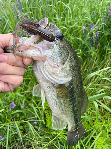 ラージマウスバスの釣果