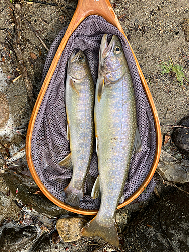 イワナの釣果