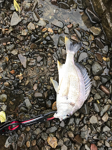 キビレの釣果