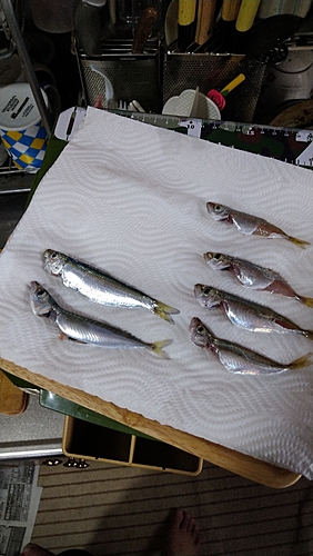 アジの釣果