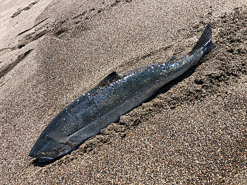 サクラマスの釣果