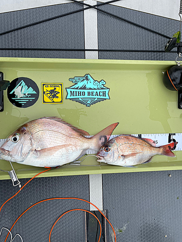 マダイの釣果