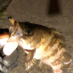 シロメバルの釣果