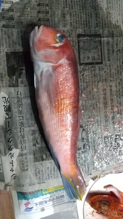 アマダイの釣果