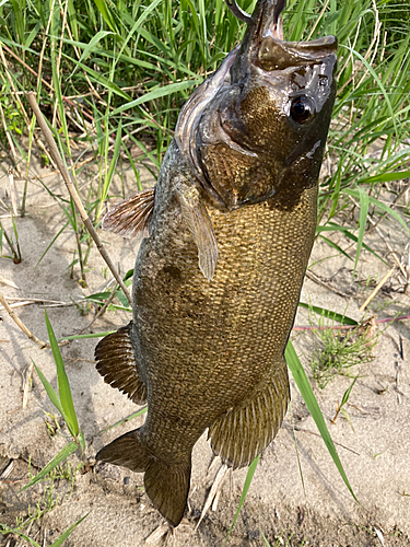 釣果