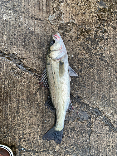 フッコ（マルスズキ）の釣果