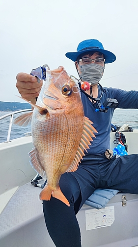 マダイの釣果