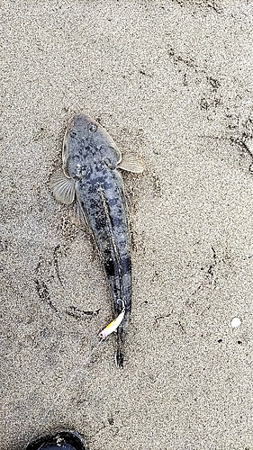 マゴチの釣果