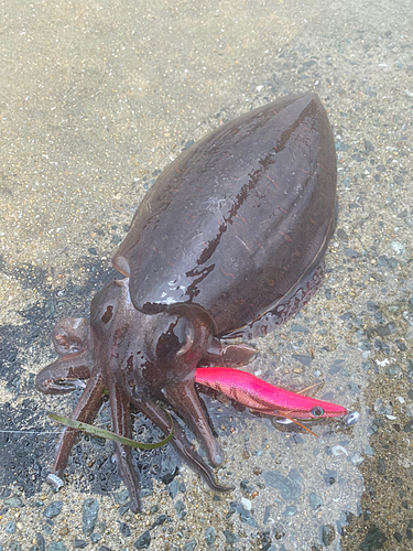 モンゴウイカの釣果