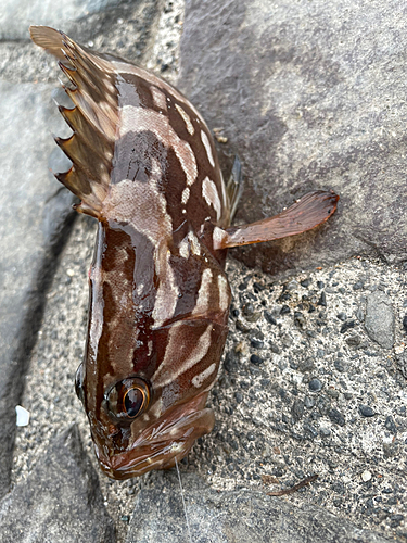 クエの釣果