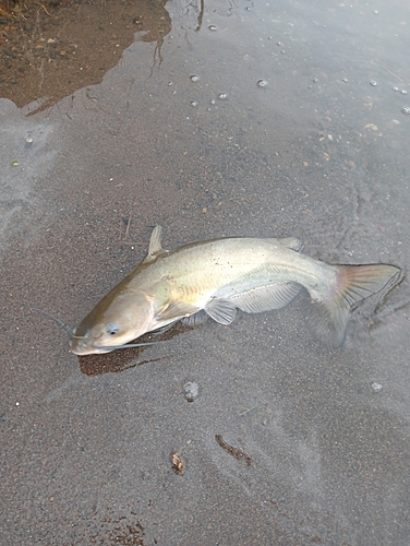 アメリカナマズの釣果