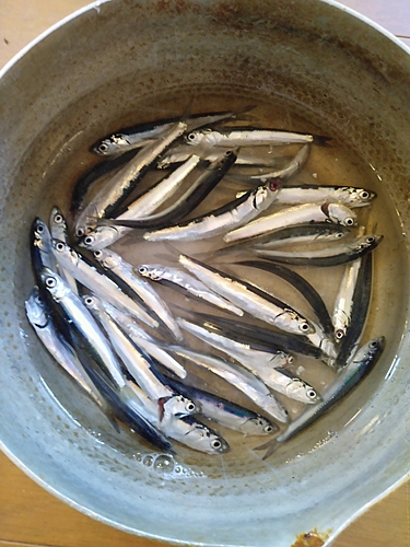 イワシの釣果