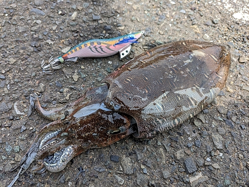 コウイカの釣果