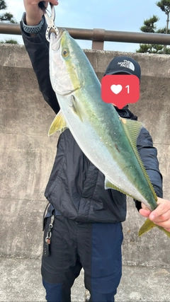 メジロの釣果