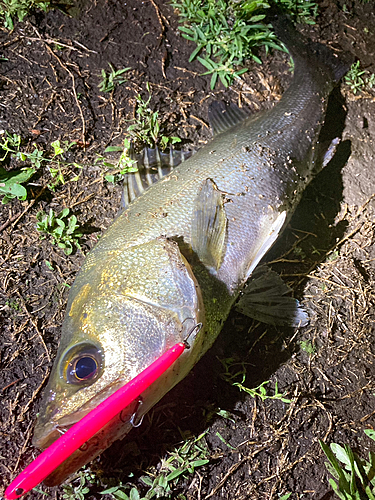 シーバスの釣果