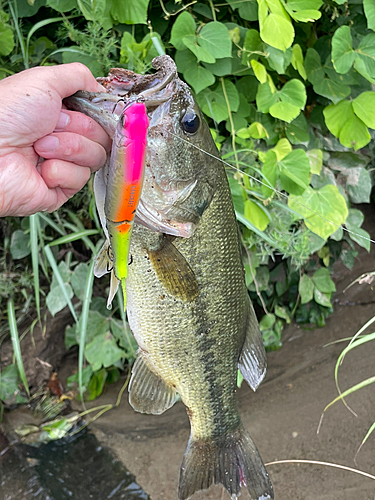 ラージマウスバスの釣果