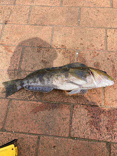 アイナメの釣果