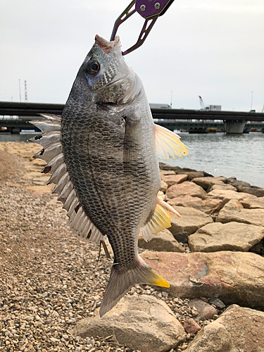 キビレの釣果