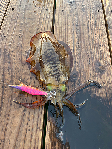 アオリイカの釣果