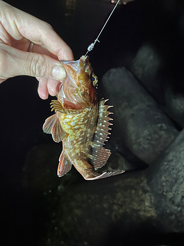 カサゴの釣果