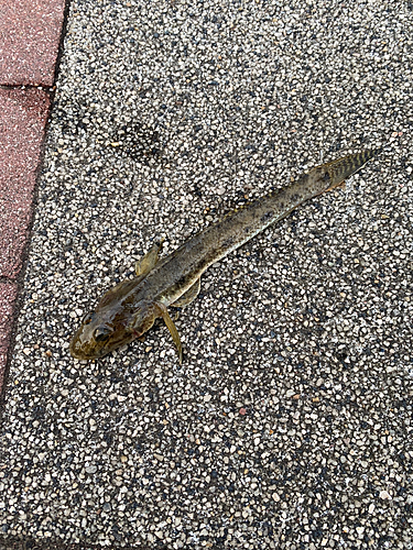 マハゼの釣果