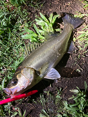 シーバスの釣果