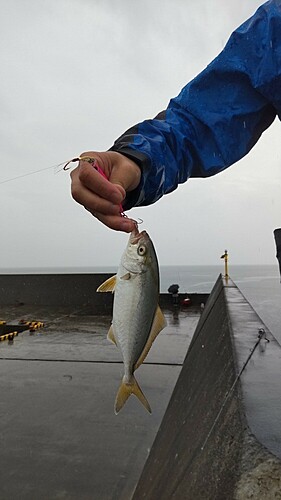 ネリゴの釣果