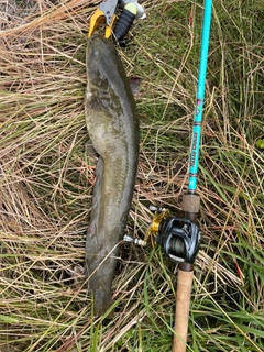 ナマズの釣果