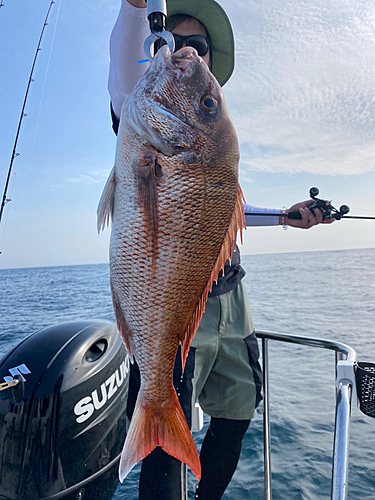 マダイの釣果