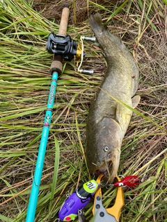 ナマズの釣果