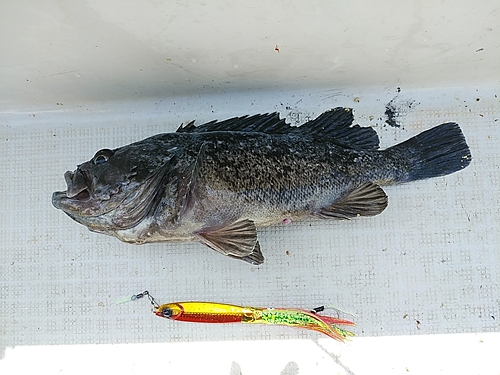 キツネメバルの釣果