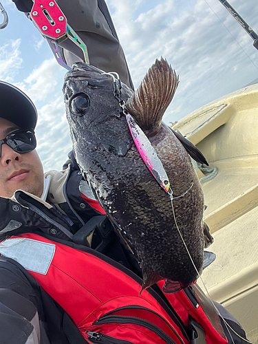 ソイの釣果