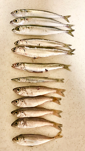 カマスの釣果