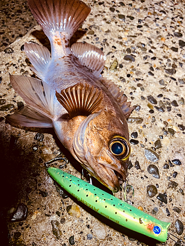 シロメバルの釣果